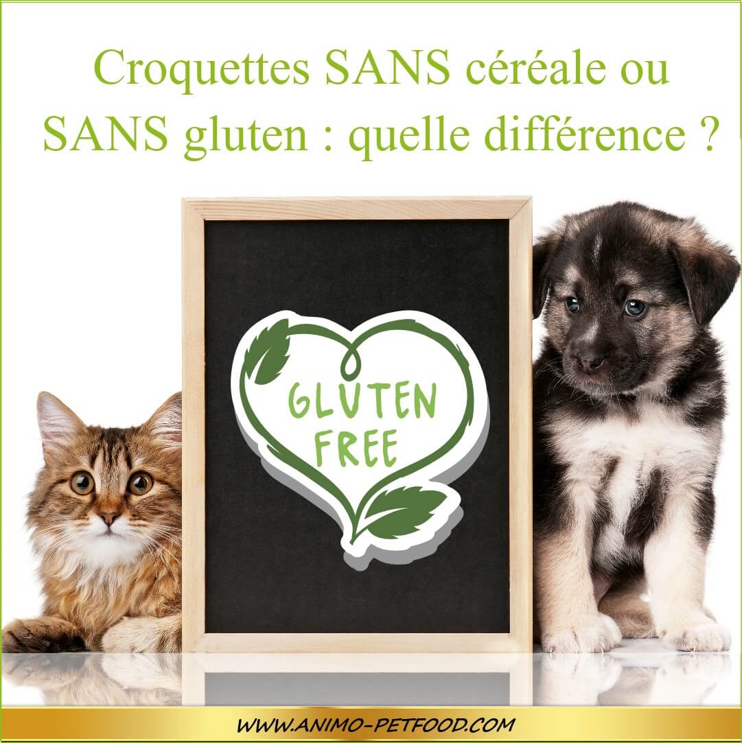 chien-chat-croquettes-sans-cereale-ou-sans-gluten-quelle-difference